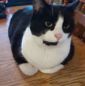 Meet your Posher, Audrey